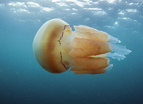 Barrel jellyfish | The Wildlife Trusts